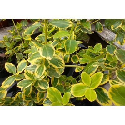 Suikerosorvarinpensas 'Canadale Gold' (Euonymus fortunei 'Canadale Gold') Suikerosorvarinpensas 'Canadale Gold' (Euonymus fortunei 'Canadale Gold')